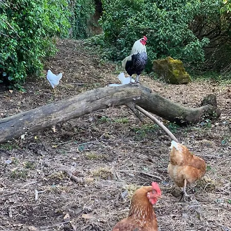 Feriegård Il Gallo Della Checca *