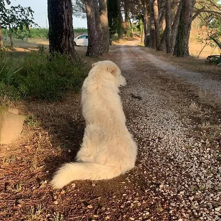 Il Gallo Della Checca